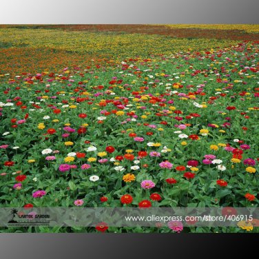 Zinnia Angustifolia + Zinnia Elegans Mixed 30 Light Up Garden Small Middle Large Blooms Seeds