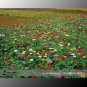 Zinnia Angustifolia + Zinnia Elegans Mixed 30 Light Up Garden Small Middle Large Blooms Seeds