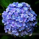 Blue Hydrangea Paniculata Grandiflora 15Rare Big Flowers Seeds