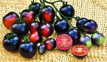 Rare Indigo Blue Tomato Hybrid 100 Edible Tasty Vegetables Seeds