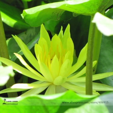 Very VeryRare Green Nelumbo Nucifera Lotus Flower Very Beautiful Seeds