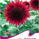 Bonanza Red Sunflower Original 15 Light Fragrant Flowers Seeds