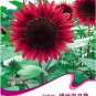 Bonanza Red Sunflower Original 15 Light Fragrant Flowers Seeds