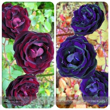 Mixed Purple Blue Big Blooming Climbing Rose Shrub 50 100% TrueRare Flowers Seeds
