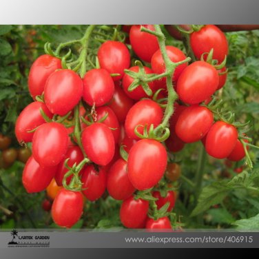 Feng Tao Bunches of Pink Red Cherry Tomato 100 Tasty Fruit Seeds