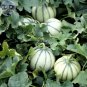 Small True French Charentais Gourmet Melon Cucumis Melo 20 Tasty Melon Seeds