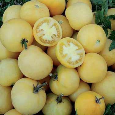 Wapsipinicon Peach Tomato Bonsai 100 Edible Sweet Golden Tomato for Bonsai Seeds