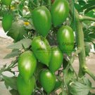 5 Original s 1g Super Sweet Green Tomato Vegetable Edible Fruits Seeds