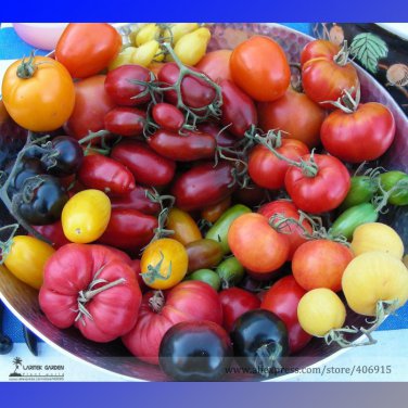 Mixed Vinson Watts Tomato Organic + Hybrid 100 Edible Tasty Fruit Seeds