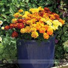 Alumia Mix French Marigold 30 Superior Breeding Large-flowered Strong-stemmed Flowers Seeds
