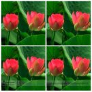 Middle Red Nelumbo Nucifera Lotus Flower Fragrant Pond Flower Seeds