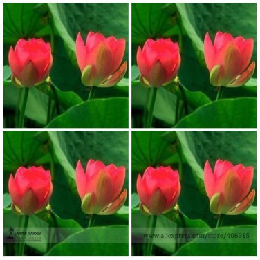 Middle Red Nelumbo Nucifera Lotus Flower Fragrant Pond Flower Seeds