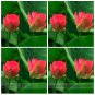 Middle Red Nelumbo Nucifera Lotus Flower Fragrant Pond Flower Seeds