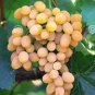 Rare Yellow Red Cluster of Grape Organic 15 Hardy Tasty Delicious Garden Fruit Seeds