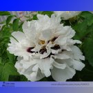 Rare Xue Shan Jin Ding White Black White Black Peony Tree Flower 5 Light Fragrant Flowers Seeds