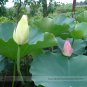 Rare Red White Long Small Nelumbo Nucifera Lotus Bonsai Very Interesting E3132 Seeds