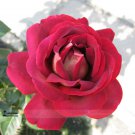 Large Dark Red FRose Flower 50 Strong Fragrant Flower Seeds
