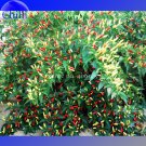 Organically Grown Angkor Sunrise Hot Pepper 30 . vegetables Seeds