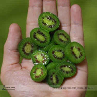 Cocktail Miniature Kiwi Kiwiberry Berry Hardy Actinidia Arguta Fruit 30 Seeds