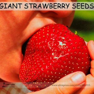 Super Giant Red Strawberry Fruit Apple Maximus Sized 100 Sweet Tasty Juicy Organic Seeds