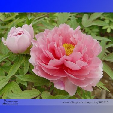 Pink Butterfly Fragrant Tree Peony Flower 5 Attracting Bees Butterfly Seeds