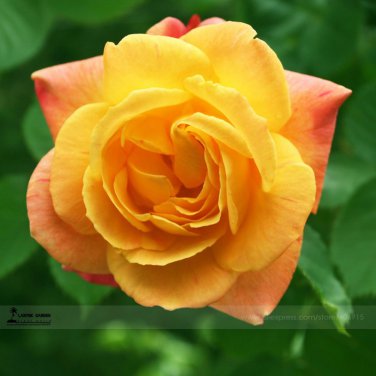 Red Stripe Orange Rose Flower 50 Strong Fragrant Rose Seeds