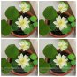 Bonsai White Nelumbo Nucifera Lotus E-Z to Grow Flower Seeds