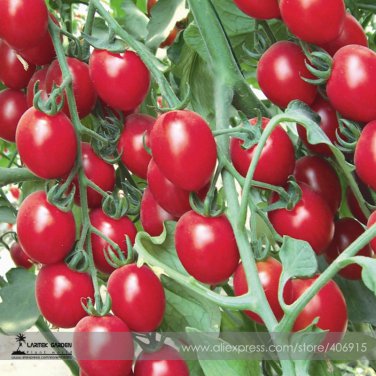New Rose Red Long Cherry Tomato Hybrid 100 Tasty Fruit Seeds