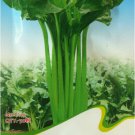 10 Original s 50 Green Swiss Chard Heirloon Vegetables Seeds