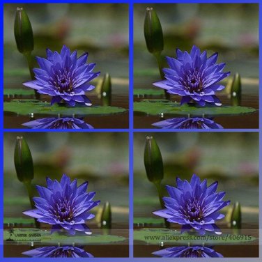 Rare Blue Water Lily Flower Beautiful Water Nymph Summer Flower Seeds