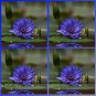 Rare Blue Water Lily Flower Beautiful Water Nymph Summer Flower Seeds