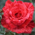 50NewRed Rose with Light Pink StripChinese Rose Shrub Flower Seeds