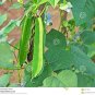 Winged Bean Original 3Chinese Asparagus Pea Vegetables Seeds