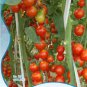 Very Sweet Red Cherry Tomato Hong Gu Niang Organic Original 10 Tasty Juicy Fruit Seeds