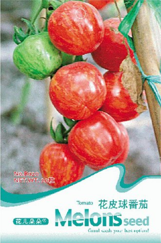 Colorful Small Cherry Tomato Organic Original 20 Interesting Garden Tomato Seeds