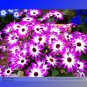 White Red Bellis Perennis Daisy Flower 30 Long Blooming Flowers Seeds