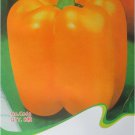 Orange Bell Pepper Organic Original 8 Sweet Capsicum Vegetable Seeds