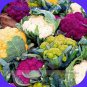 Mix Four Varieties Cauliflower 300 Golden Purple White Green Seeds