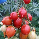 Rare Geranium Kiss Tomato 300 Organic Tomato Seeds