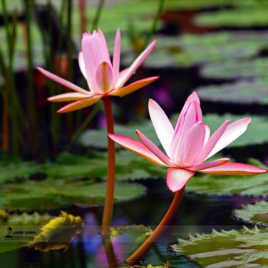 Middle Pink FUYANG Water Lily Pond FlowerRare Lotus Flower Seeds