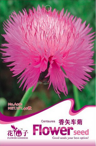 Pink Sweet Sultan Cornflower Original 40 Centaurea Imperialis Flowers Seeds