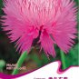 Pink Sweet Sultan Cornflower Original 40 Centaurea Imperialis Flowers Seeds