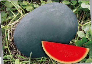 Gray Skin Big Long Red Sweet less Watermelon Organic 50 100% True Seeds