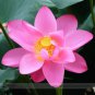 Red Peach Flower Nelumbo Nucifera Lotus Bonsai Red Lotus Flower Seeds