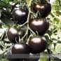 Rare Hybrid Bright Black Tomato Middle-sized Fruit Edible Vegetables 20 Seeds