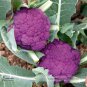 Graffiti Dark Purple Cauliflower Hybrid Brassica Oleracea 50 Edible Tasty Vegetables Seeds