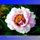 Hua Wang White Pink Black Peony Plant 5 Strong Fragrant Garden Flowers Seeds
