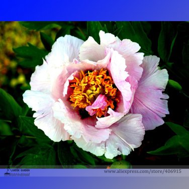 Hua Wang White Pink Black Peony Plant 5 Strong Fragrant Garden Flowers Seeds
