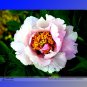 Hua Wang White Pink Black Peony Plant 5 Strong Fragrant Garden Flowers Seeds