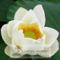 Nobility Queen White Lotus Nelumbo Nucifera DIY Seeds
